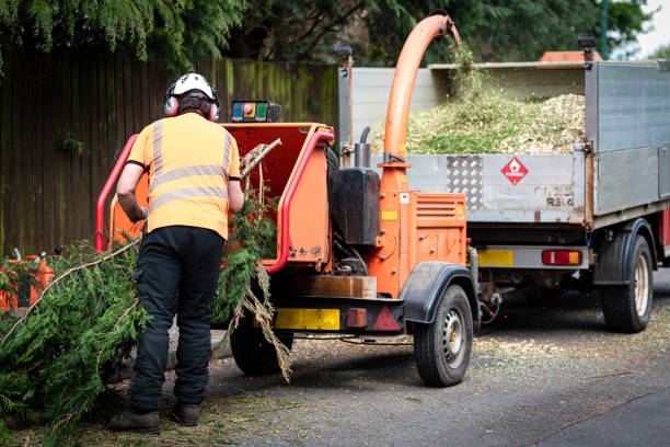Professional Tree Services in Homeland, CA