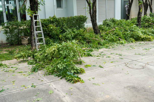 Best Tree Cabling and Bracing  in Homeland, CA