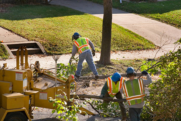 Best Lawn Disease Treatment  in Homeland, CA