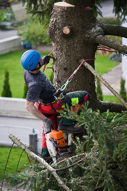 Lawn Maintenance Plans in Homeland, CA