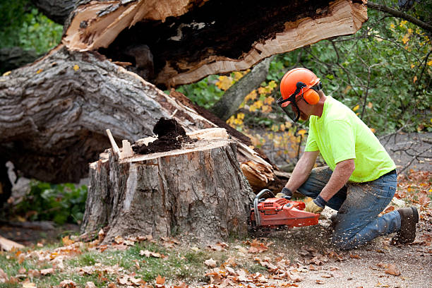 Best Hazardous Tree Removal  in Homeland, CA