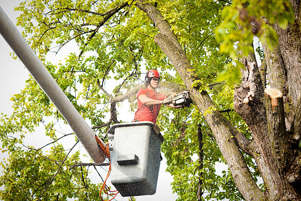 How Our Tree Care Process Works  in  Homeland, CA